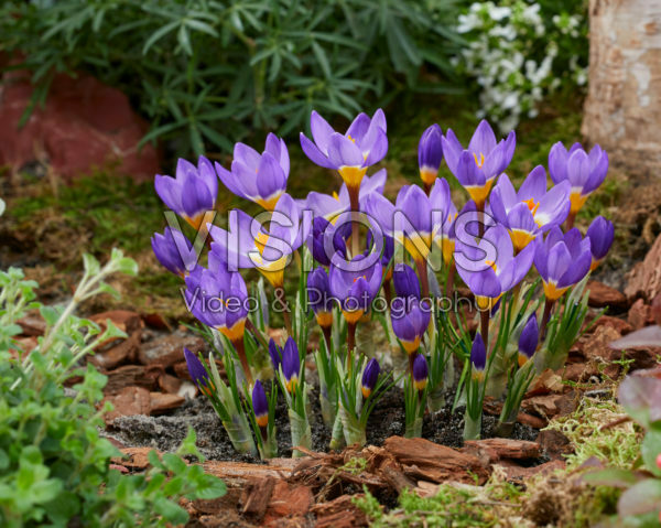 Crocus sieberi Tricolor Crocus sieberi Tricolor
