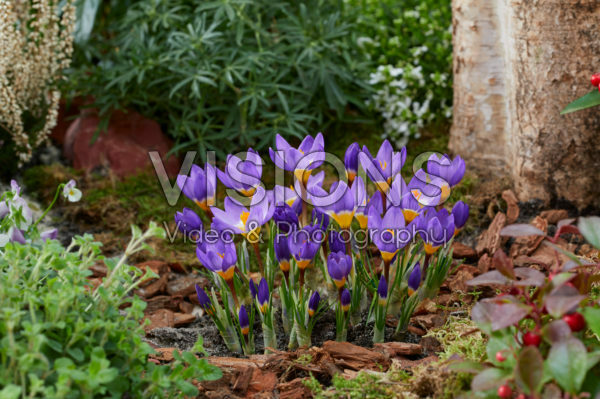 Crocus sieberi Tricolor Crocus sieberi Tricolor