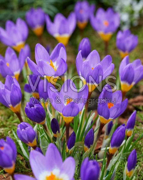 Crocus sieberi Tricolor Crocus sieberi Tricolor