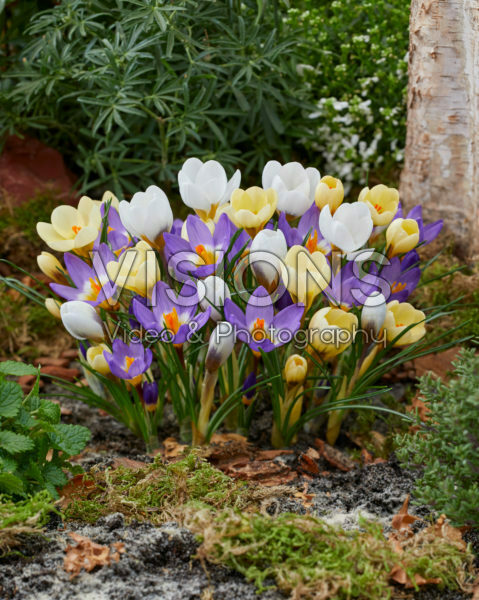 Crocus mix Crocus mix