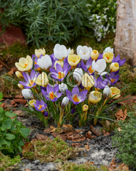 Crocus mix Crocus mix