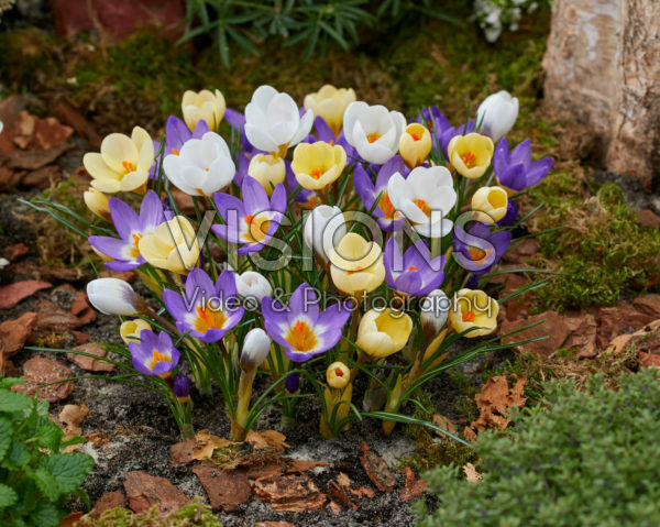 Crocus mix Crocus mix