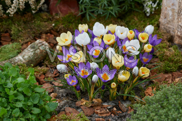 Crocus mix Crocus mix