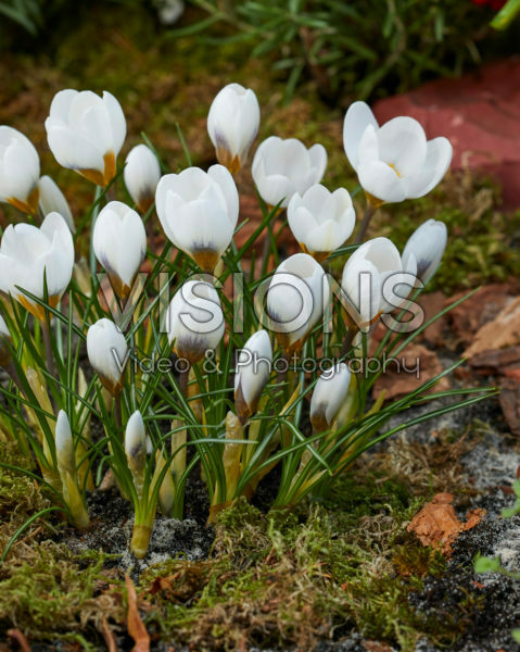 Crocus chrysanthus Snowbunting Crocus chrysanthus Snowbunting