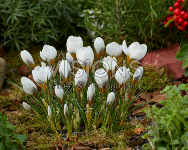 Crocus chrysanthus Snowbunting Crocus chrysanthus Snowbunting