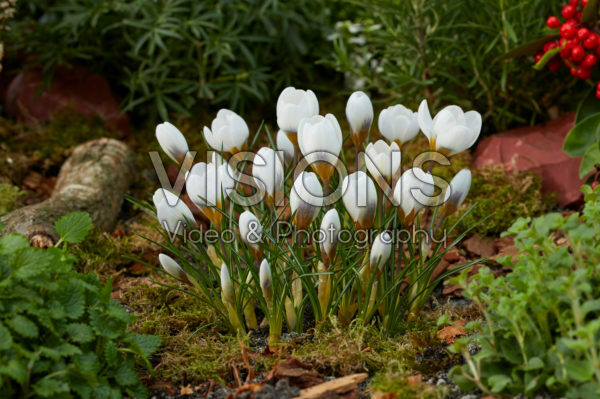 Crocus chrysanthus Snowbunting Crocus chrysanthus Snowbunting