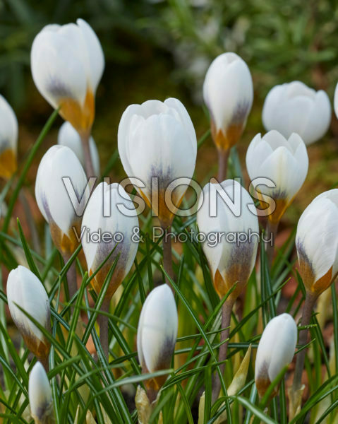 Crocus chrysanthus Snowbunting Crocus chrysanthus Snowbunting