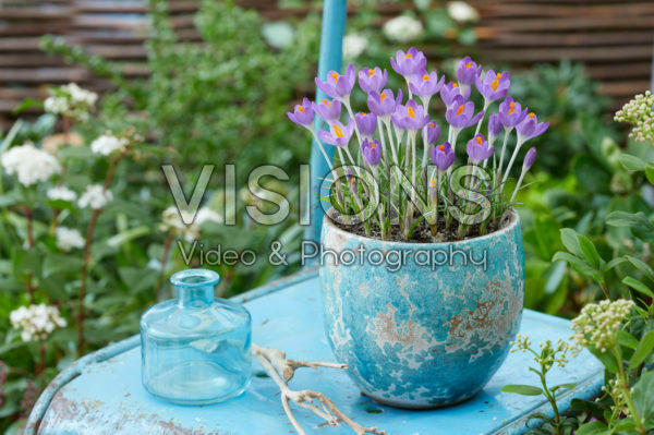 Crocus tommasinianus Barr's Purple Crocus tommasinianus Barr's Purple