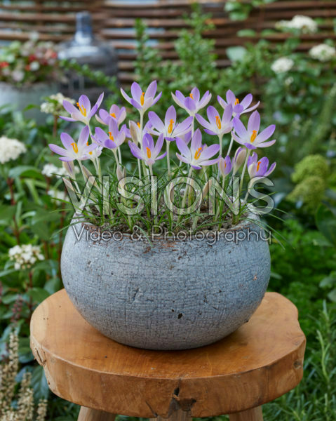 Crocus tommasinianus Lilac Beauty Crocus tommasinianus Lilac Beauty