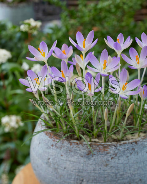 Crocus tommasinianus Lilac Beauty Crocus tommasinianus Lilac Beauty