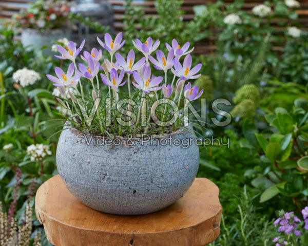 Crocus tommasinianus Lilac Beauty Crocus tommasinianus Lilac Beauty