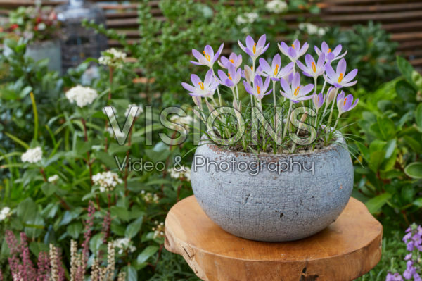 Crocus tommasinianus Lilac Beauty Crocus tommasinianus Lilac Beauty