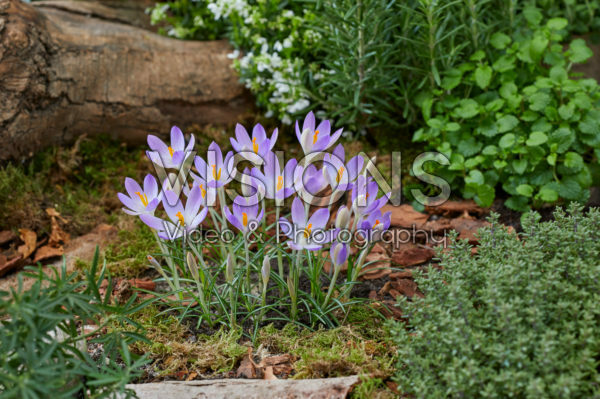 Crocus tommasinianus Lilac Beauty Crocus tommasinianus Lilac Beauty