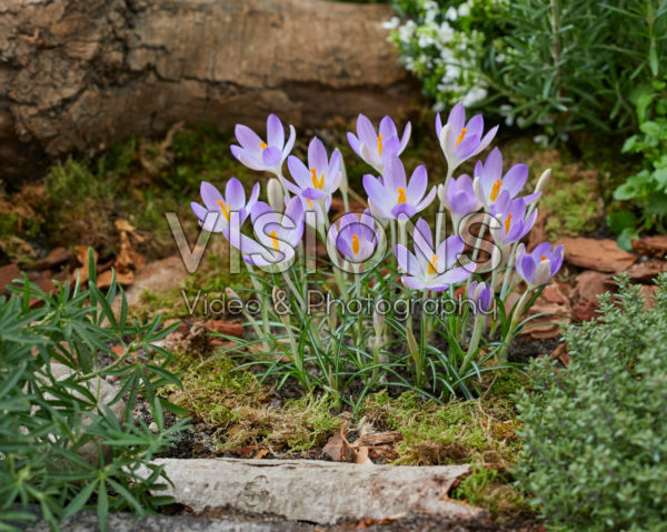 Crocus tommasinianus Lilac Beauty Crocus tommasinianus Lilac Beauty