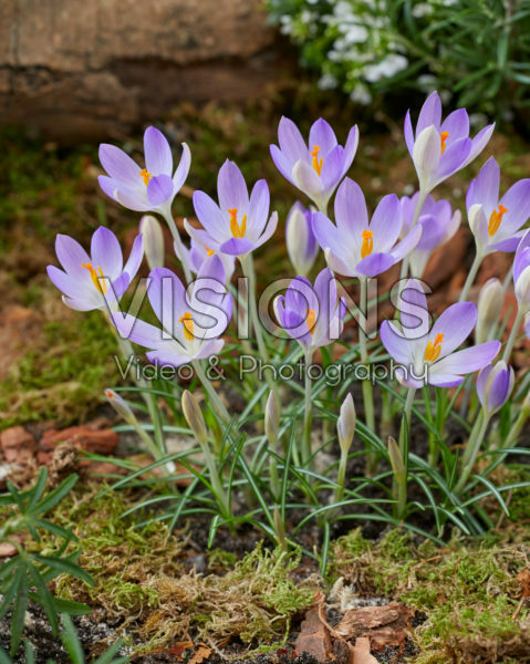 Crocus tommasinianus Lilac Beauty Crocus tommasinianus Lilac Beauty