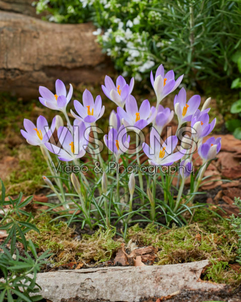 Crocus tommasinianus Lilac Beauty Crocus tommasinianus Lilac Beauty