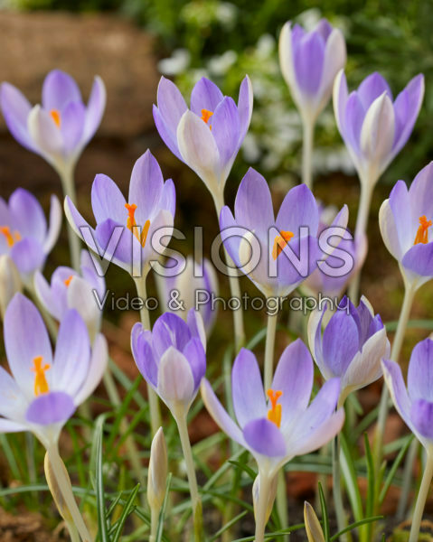 Crocus tommasinianus Lilac Beauty Crocus tommasinianus Lilac Beauty