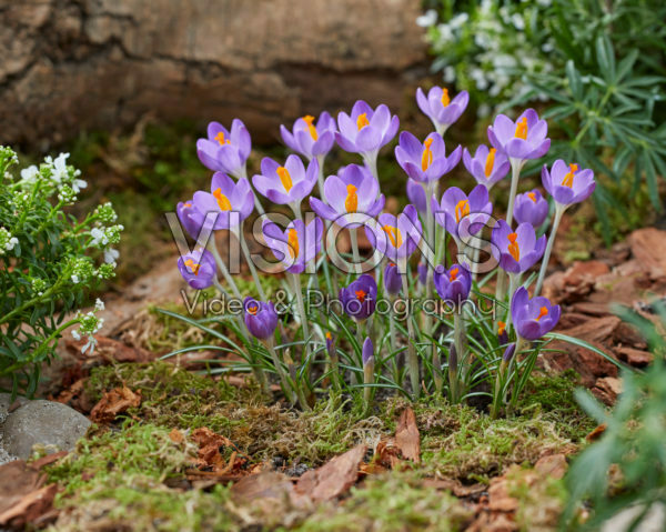 Crocus tommasinianus Barr's Purple Crocus tommasinianus Barr's Purple