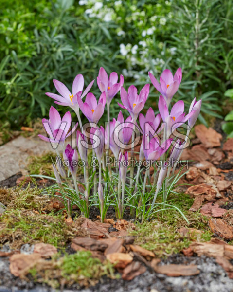 Crocus tommasinianus Roseus Crocus tommasinianus Roseus