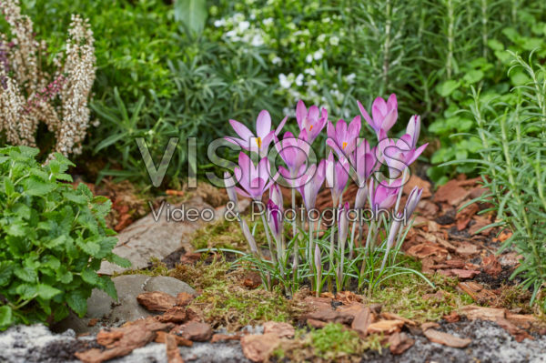 Crocus tommasinianus Roseus Crocus tommasinianus Roseus