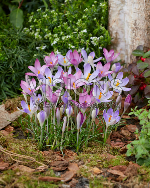 Crocus tommasinianus Roseus, Lilac Beauty Crocus tommasinianus Roseus, Lilac Beauty