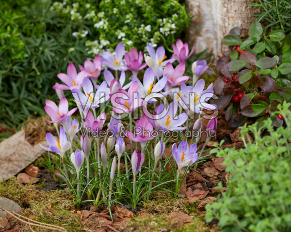 Crocus tommasinianus Roseus, Lilac Beauty Crocus tommasinianus Roseus, Lilac Beauty