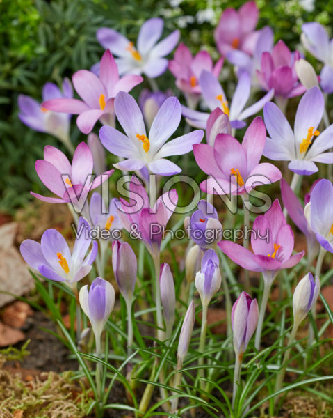 Crocus tommasinianus Roseus, Lilac Beauty Crocus tommasinianus Roseus, Lilac Beauty