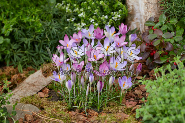 Crocus tommasinianus Roseus, Lilac Beauty Crocus tommasinianus Roseus, Lilac Beauty