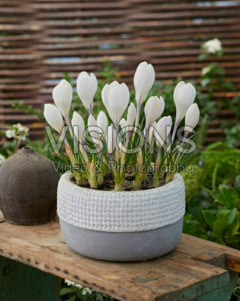 Crocus vernus Jeanne d'Arc Crocus vernus Jeanne d'Arc