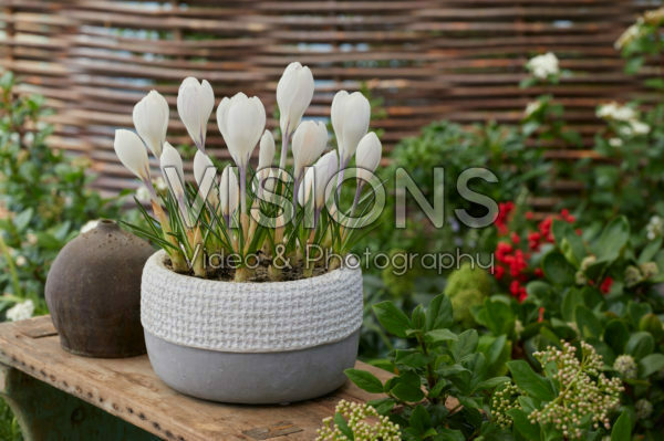 Crocus vernus Jeanne d'Arc Crocus vernus Jeanne d'Arc