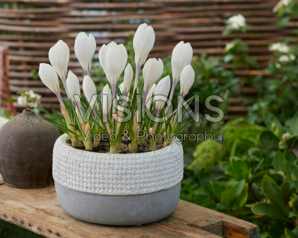 Crocus vernus Jeanne d'Arc Crocus vernus Jeanne d'Arc