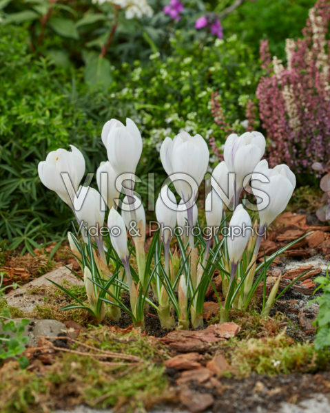Crocus vernus Jeanne d'Arc Crocus vernus Jeanne d'Arc