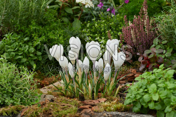 Crocus vernus Jeanne d'Arc Crocus vernus Jeanne d'Arc