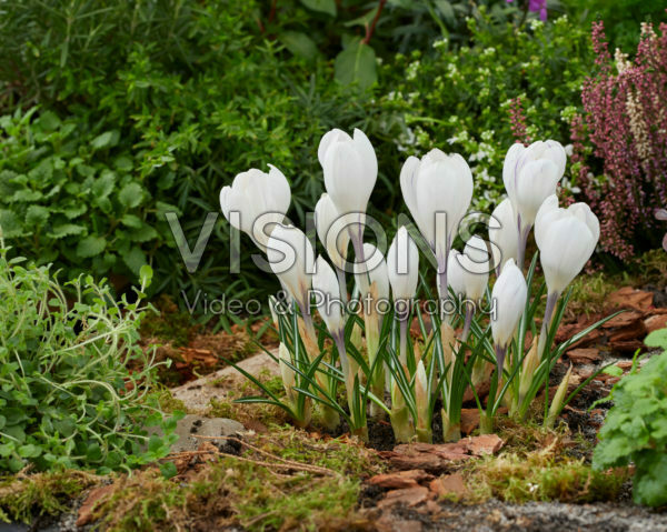 Crocus vernus Jeanne d'Arc Crocus vernus Jeanne d'Arc