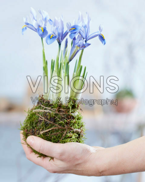 Iris reticulata Alida Kokedama Iris reticulata Alida Kokedama