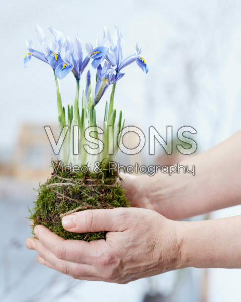 Iris reticulata Alida Kokedama Iris reticulata Alida Kokedama