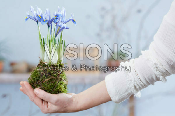 Iris reticulata Alida Kokedama Iris reticulata Alida Kokedama