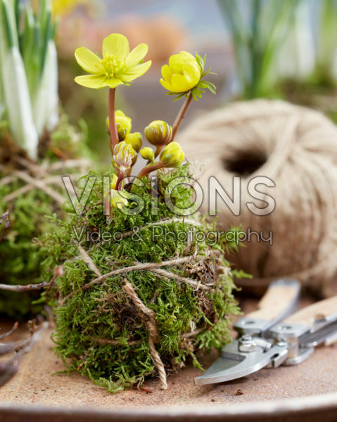 Eranthis Kokedama Eranthis Kokedama