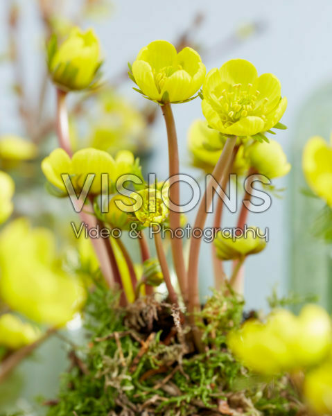 Eranthis Kokedama Eranthis Kokedama