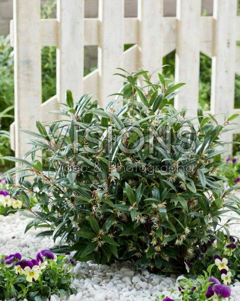 Sarcococca hookeriana Purple Gem Sarcococca hookeriana Purple Gem