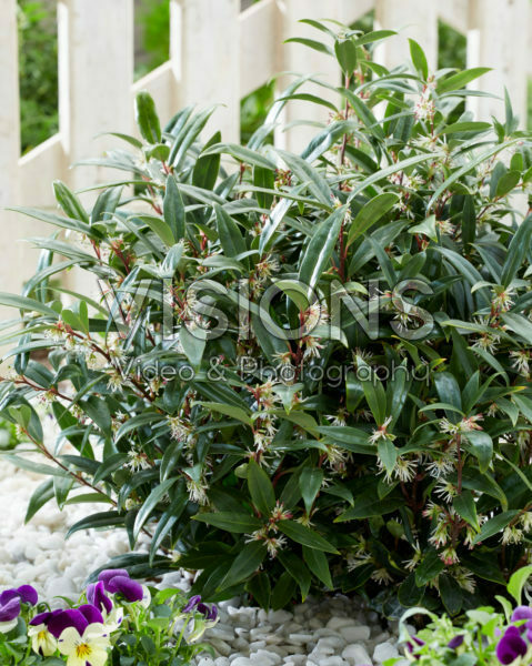 Sarcococca hookeriana Purple Gem Sarcococca hookeriana Purple Gem