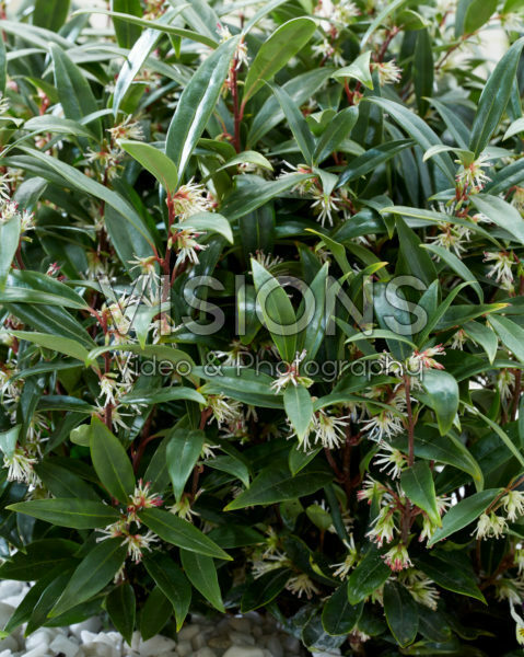 Sarcococca hookeriana Purple Gem Sarcococca hookeriana Purple Gem