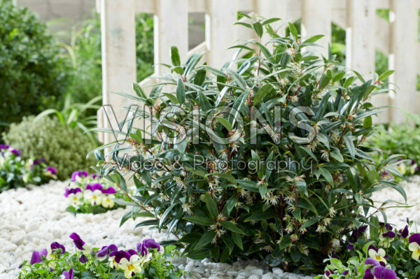Sarcococca hookeriana Purple Gem Sarcococca hookeriana Purple Gem