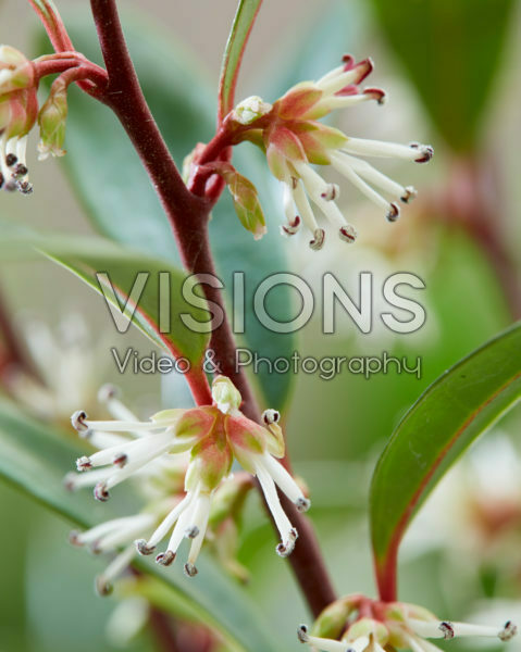 Sarcococca hookeriana Purple Gem Sarcococca hookeriana Purple Gem