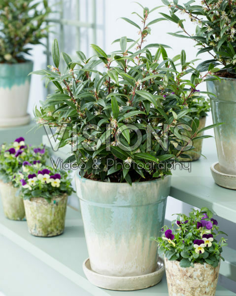 Sarcococca hookeriana Purple Gem Sarcococca hookeriana Purple Gem