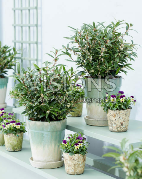 Sarcococca hookeriana Purple Gem Sarcococca hookeriana Purple Gem