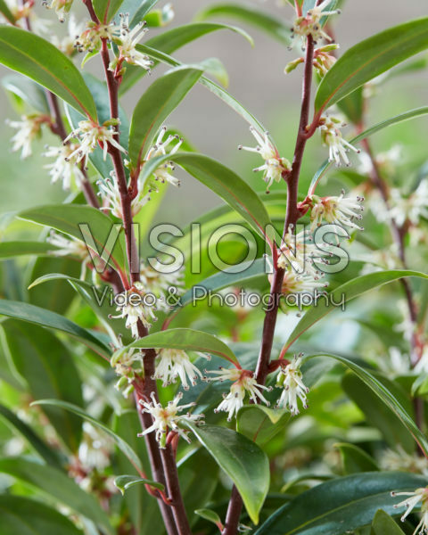 Sarcococca hookeriana Purple Gem Sarcococca hookeriana Purple Gem
