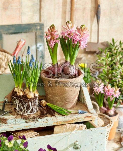 Lente potten planten Lente potten planten