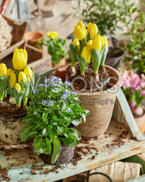 Planting up spring pots Planting up spring pots