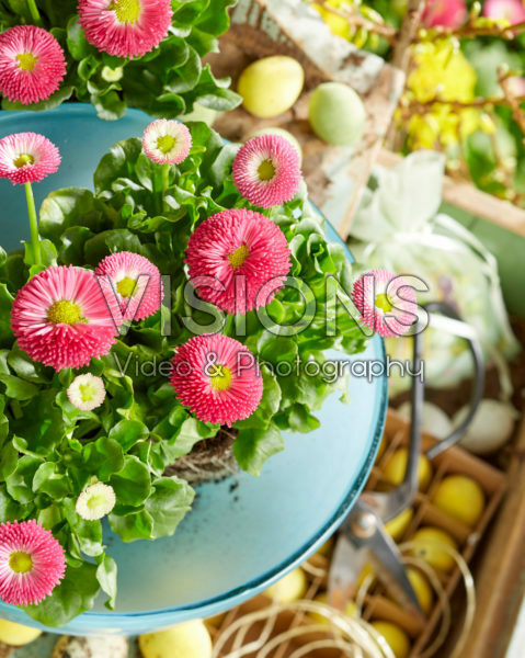 Bellis perennis met pasen Bellis perennis met pasen